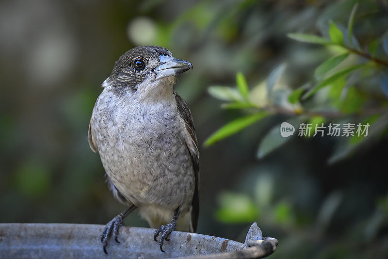 幼灰伯劳鸟(Cracticus torquatus)